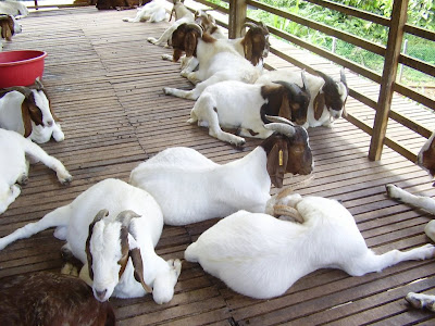 kambing001