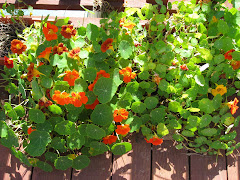 Nasturtiums