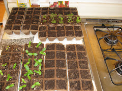 My kitchen, taken over by seedlings...