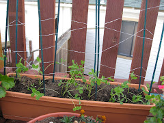 My innovative dental floss sweet pea trellis!