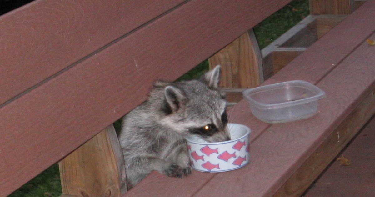 vs possums raccoons