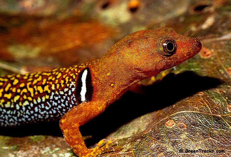 GreenTracks News The GreenTracks Naturalist