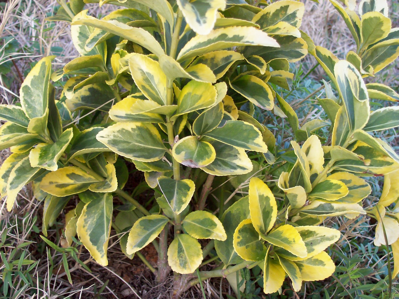 Find Some Euonymus For Your Garden