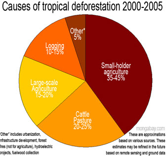 Deforestation: Causes