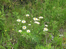 Daisies