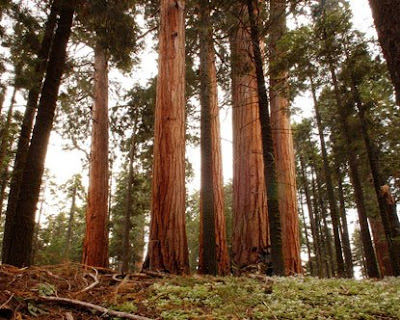 california tree cordillera western sequoia trees giant canada region america redwood redwoods wood forest park yosemite national sequoias state giants