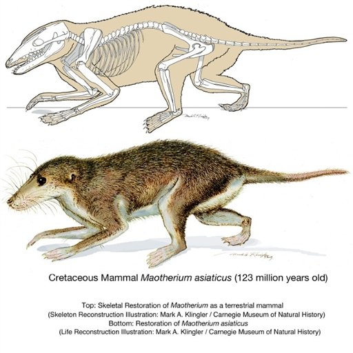 [Cretaceous+mammal+Maotherium.jpg]