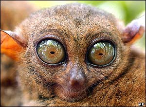 tarsier.jpg
