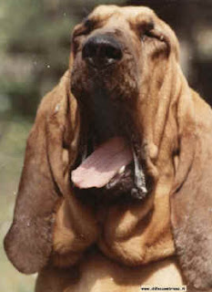 I Corso Di Licinio Allevamento Amatoriale Del Cane Corso Cosa Dice