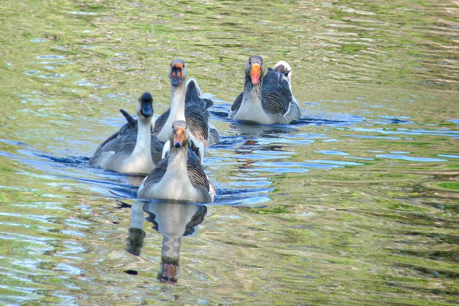 Gaggle Of Geese Mommy's Treasures