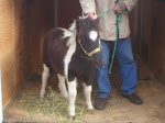 Our Miniature Horse