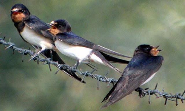 http://www.ilaca.info/wp-content/uploads/2009/03/hirondelle_rustique.jpg