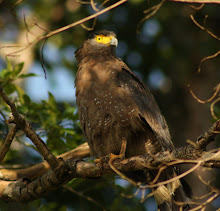 Aguila culebrera