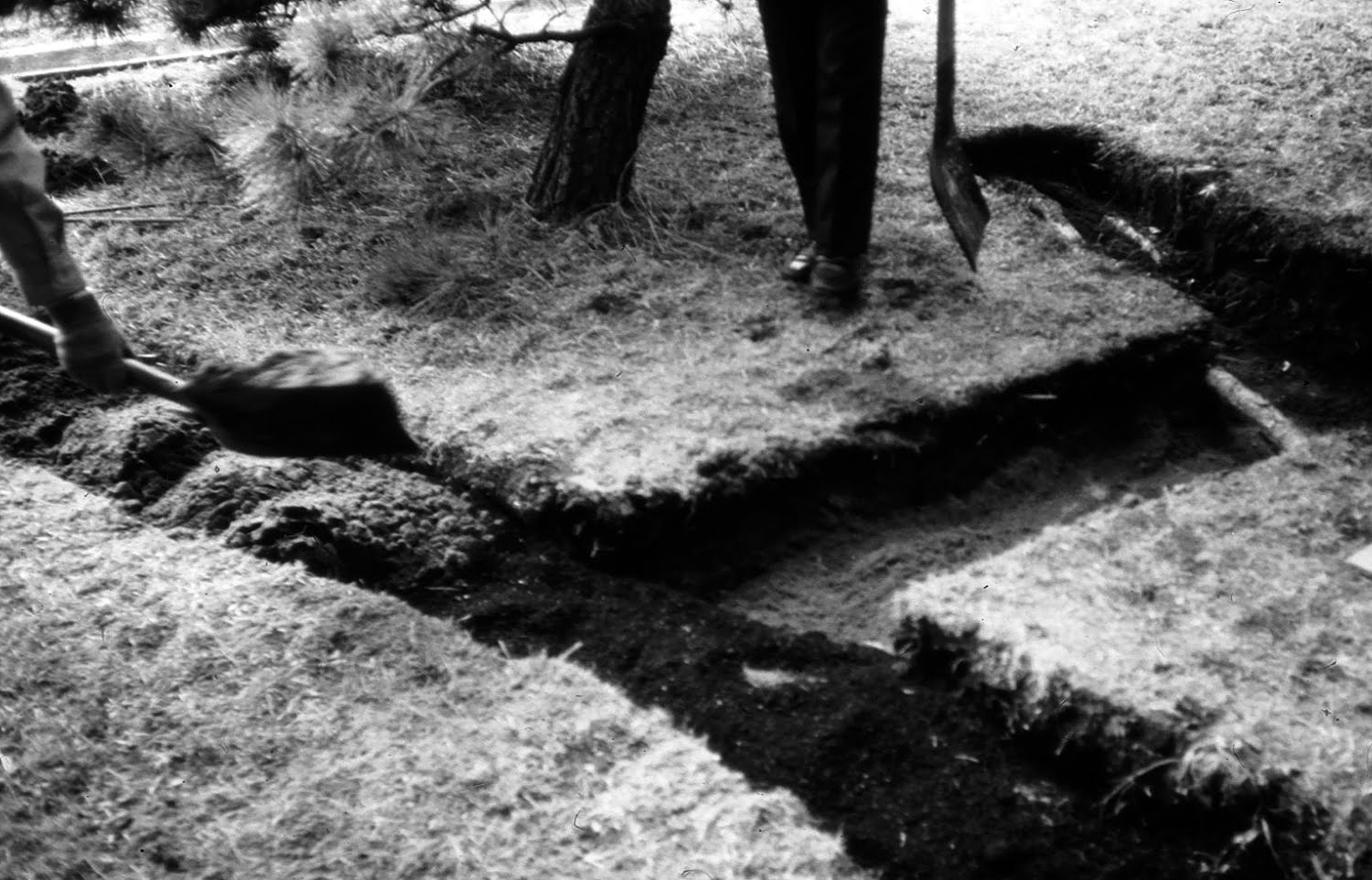 [biocharjapanshrinepine2.jpg]