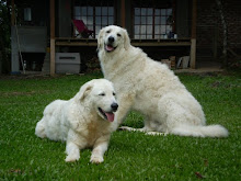 Brida Gama do Imagem Branca x Yako del Pire Huilen
