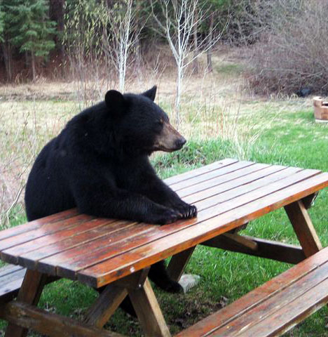 http://4.bp.blogspot.com/_YyXZ9LFygq0/TNz8IsC_KUI/AAAAAAAAC_0/le4oYHveGVg/s1600/bear-sitting-picnic-table.jpg