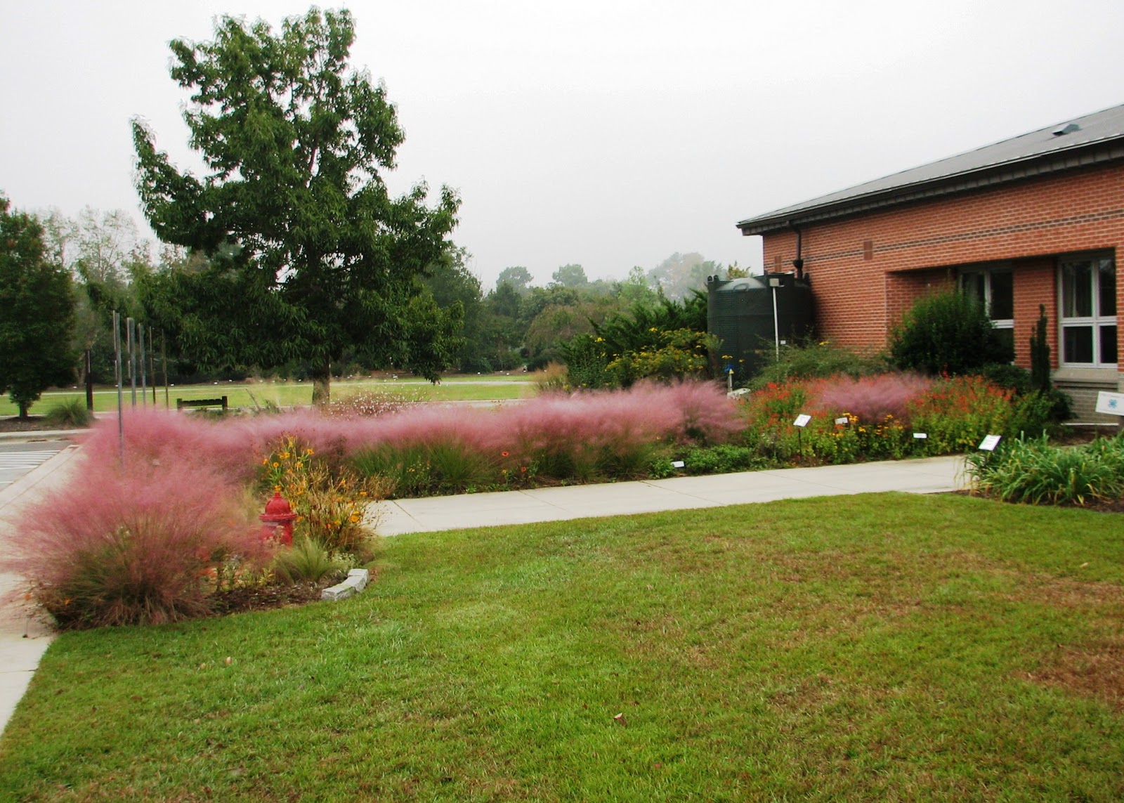 pink muhly