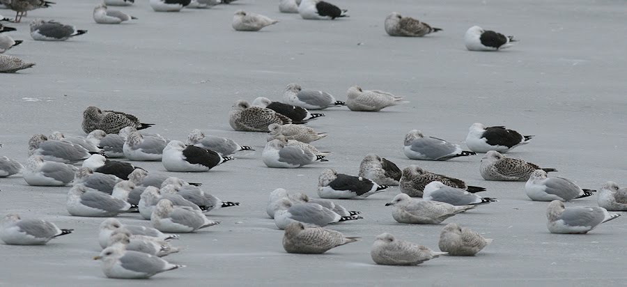 [Slaty-backed+Gull(QV,01.18.10)initial+view.jpg]