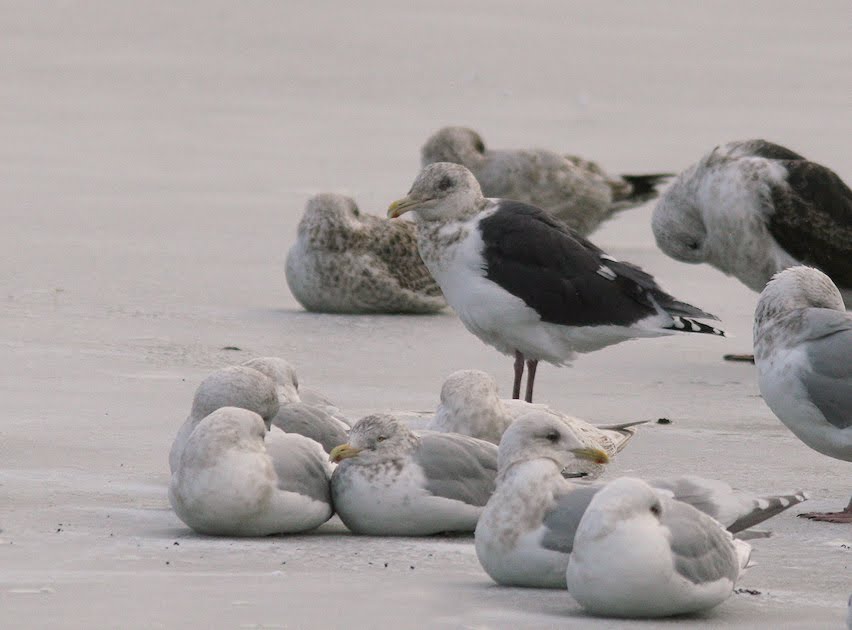 [Slaty-backed+Gull(QV,01.18.10)2.jpg]