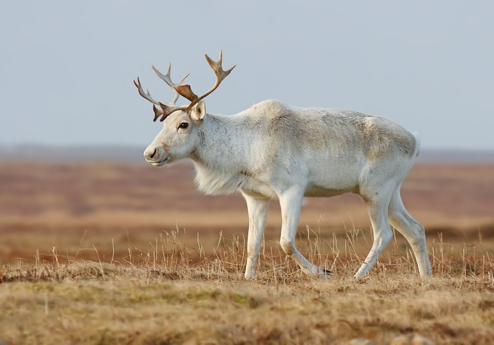 [Caribou(male).jpg]