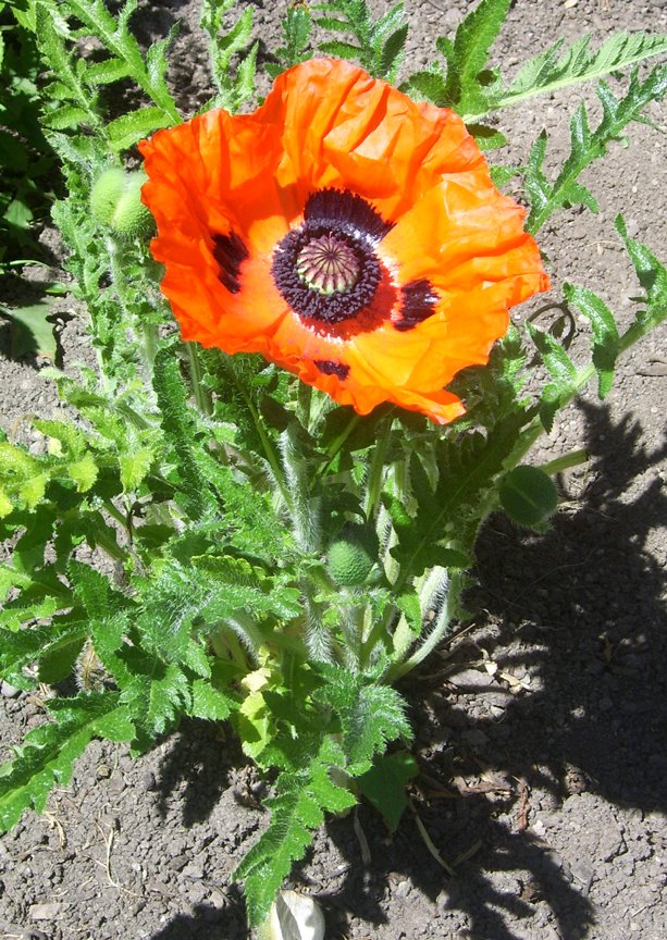 [poppy+and+buds.jpg]