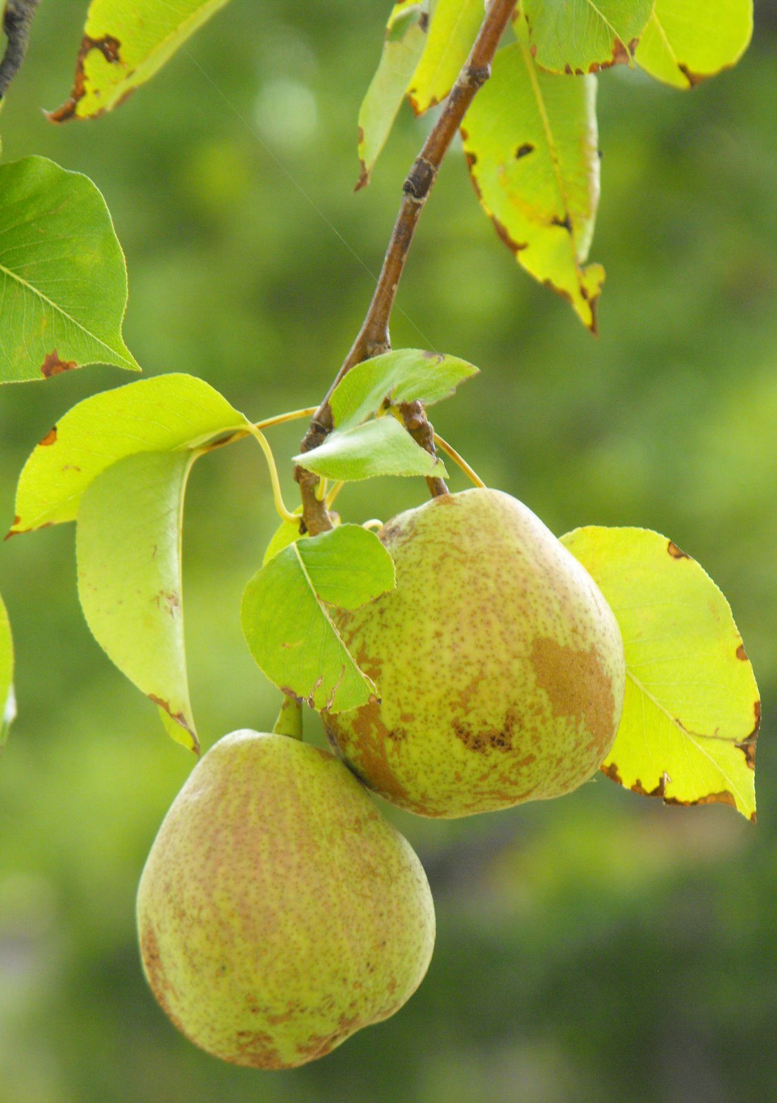 [pears.JPG]
