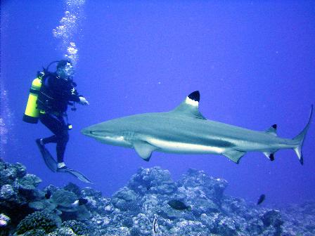 [shark_v_diver.jpg]