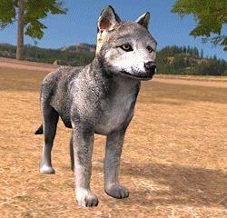 wolf+czapka.gif