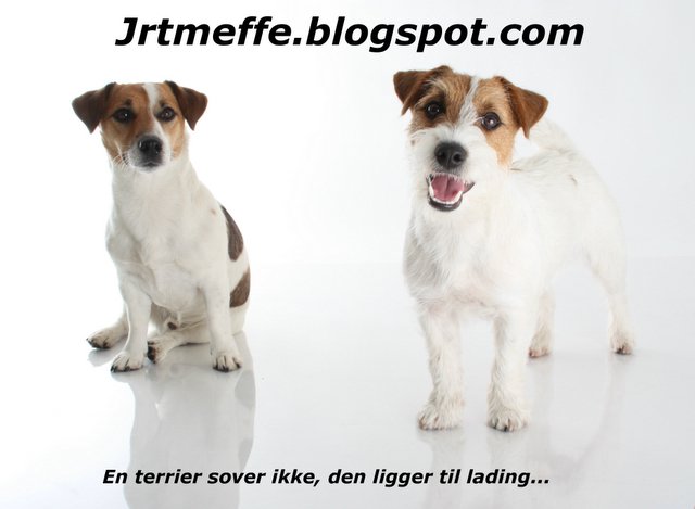 Meffe   The jack russell