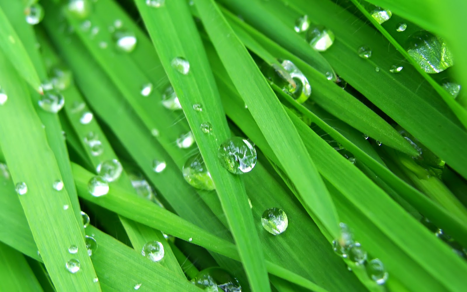 Raindrops Wallpaper