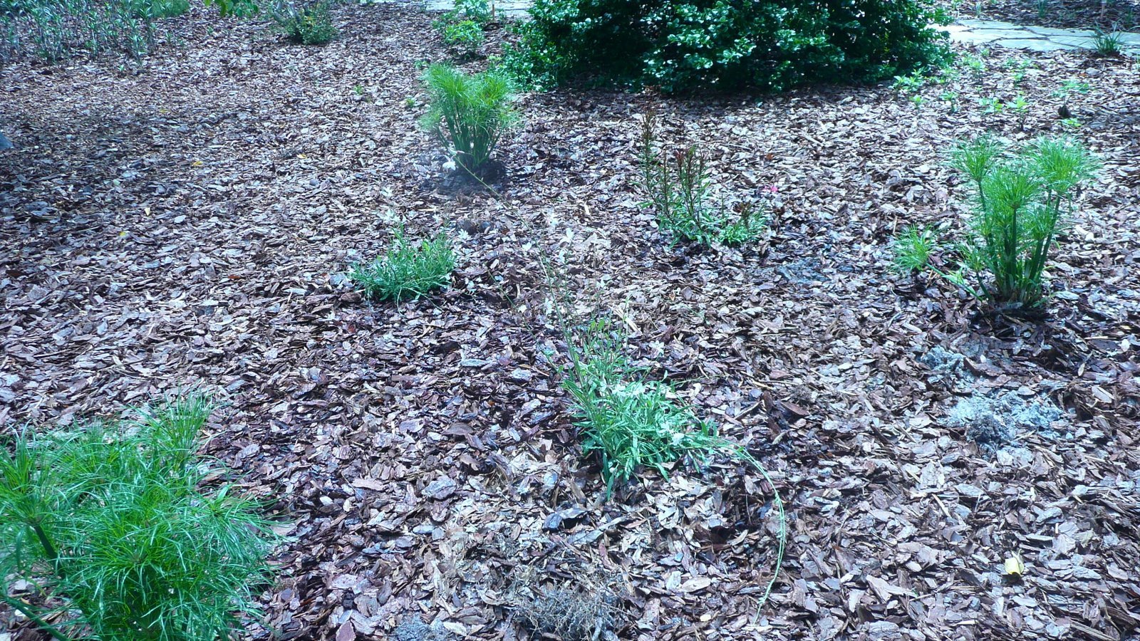 [090516+plants+for+yard+010.JPG]