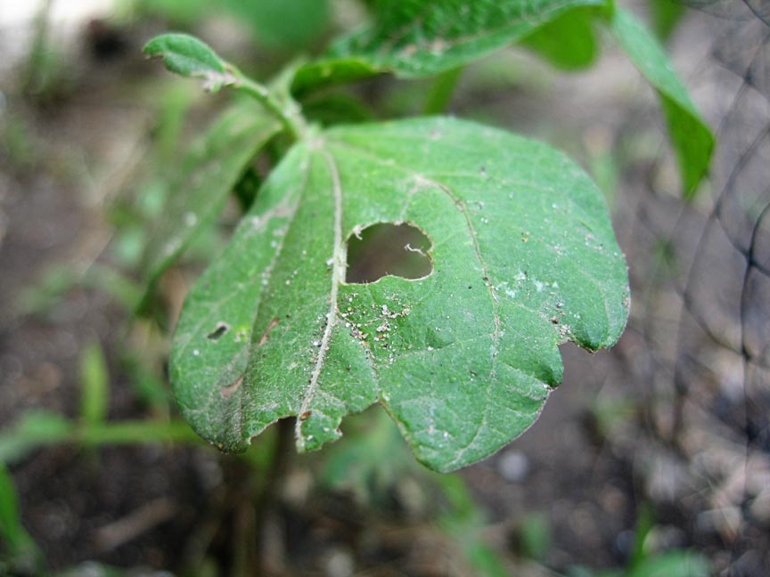 [GREEN+BEAN+LEAF.jpg]