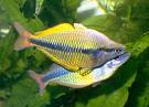 yellow australian rainbow fish