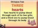all about octopus. octopus has 3 hearts. octopus blood is blue