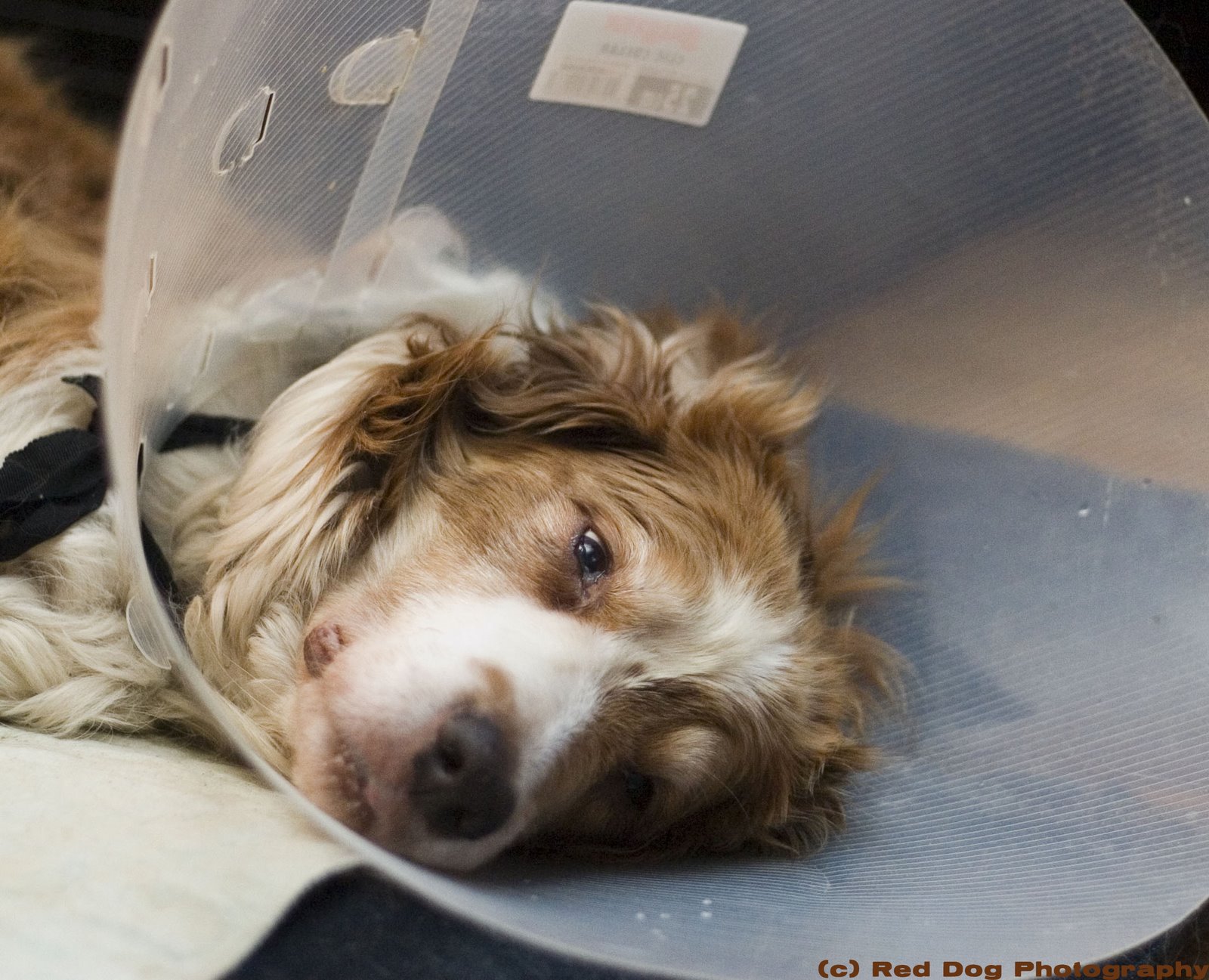 [cone+dog+2+copy.jpg]