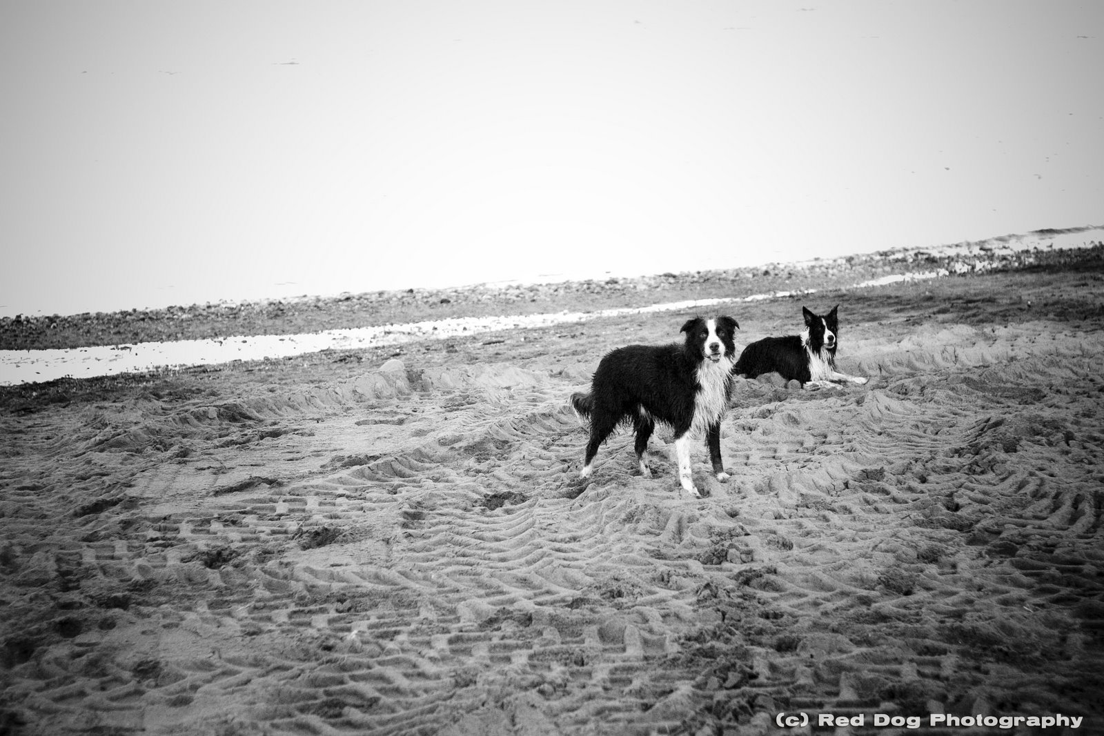 [bwdogs+copy.jpg]