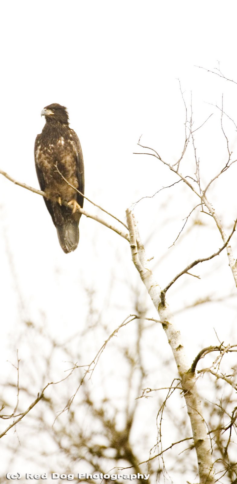 [hawk2+copy.jpg]