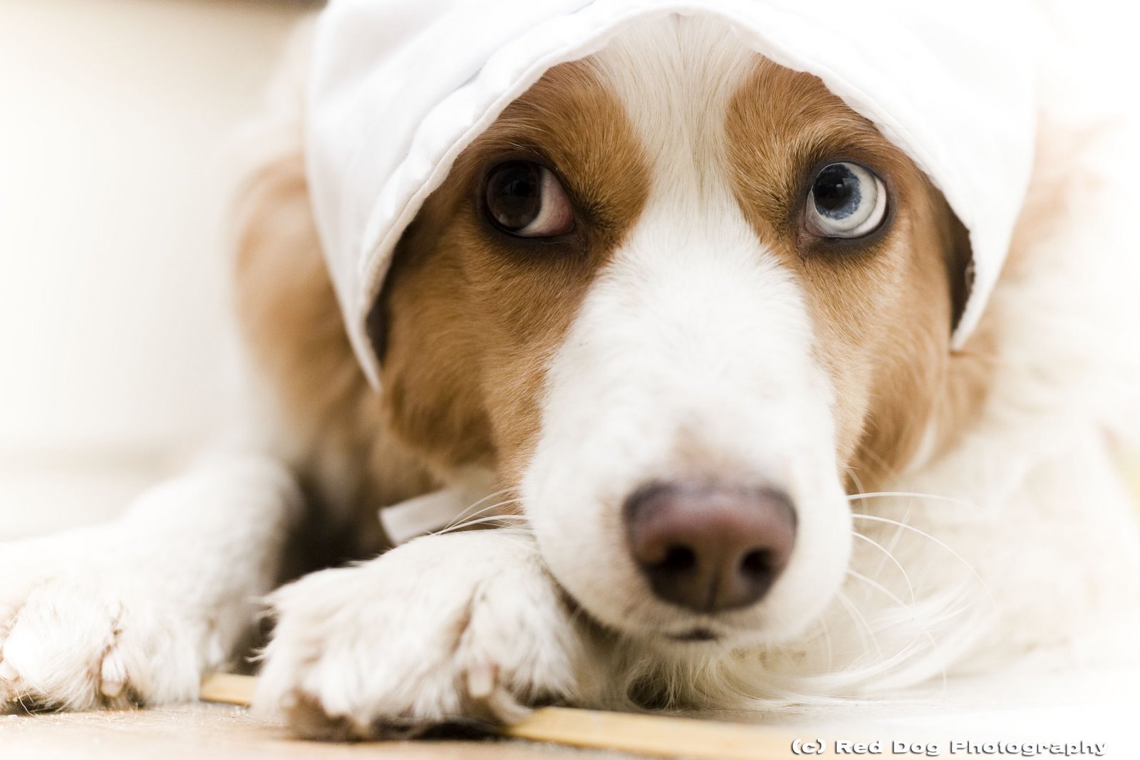 [bonnet+woo+copy.jpg]