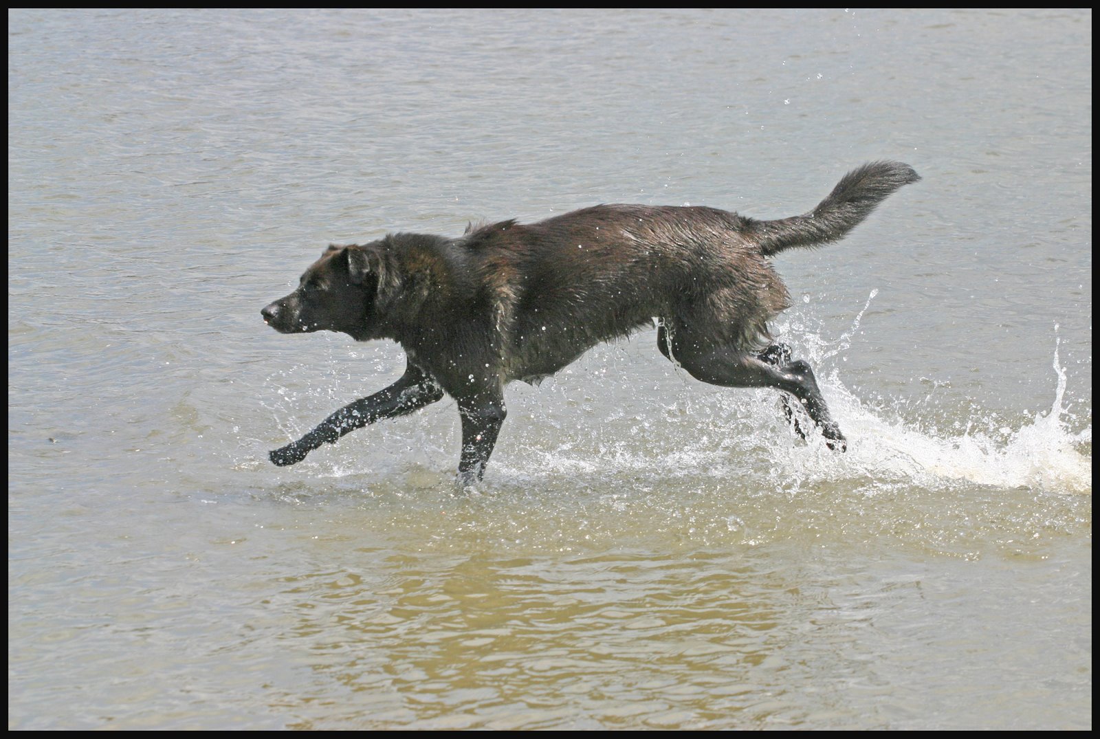 [randomdog.jpg]