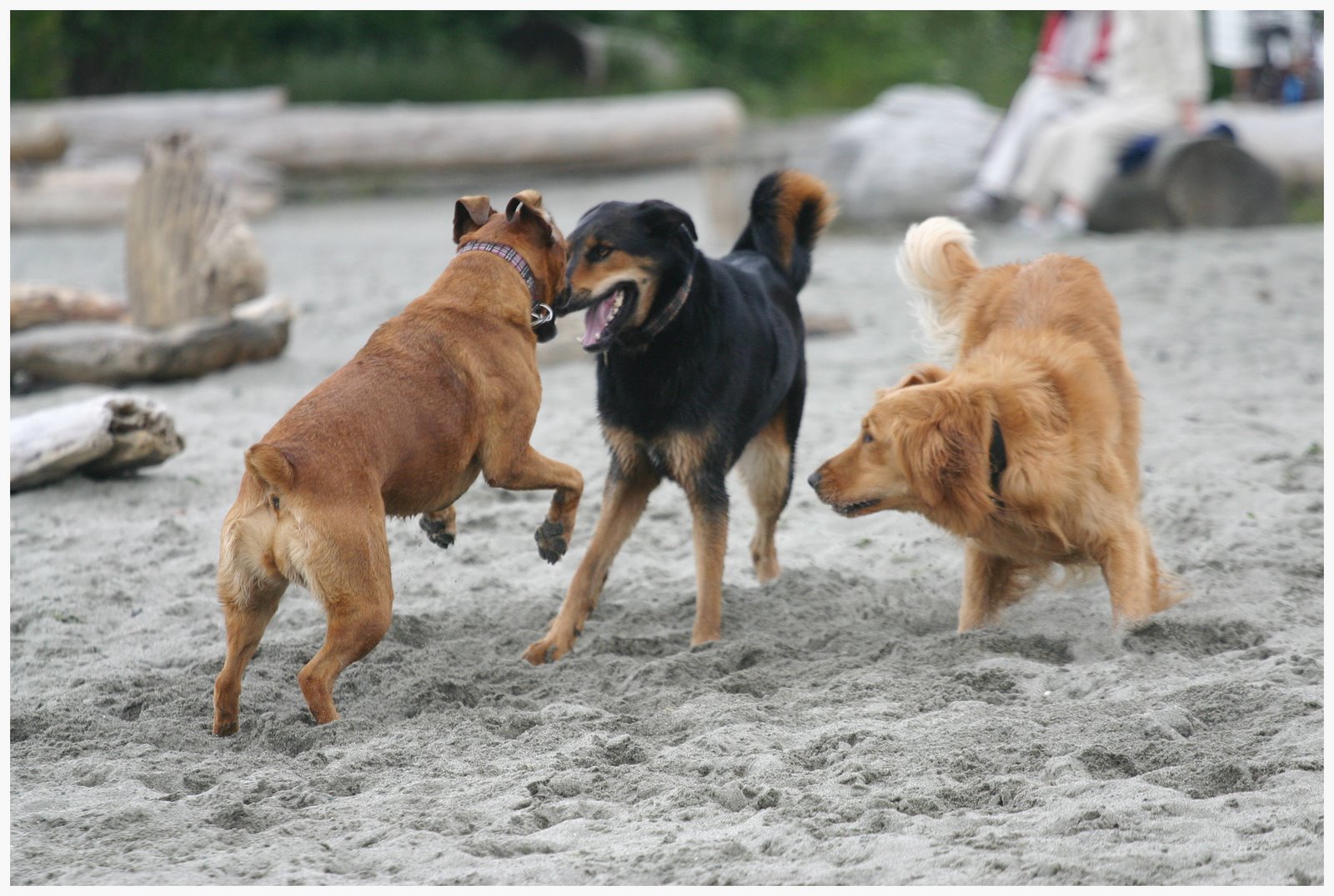 [dog5.jpg]
