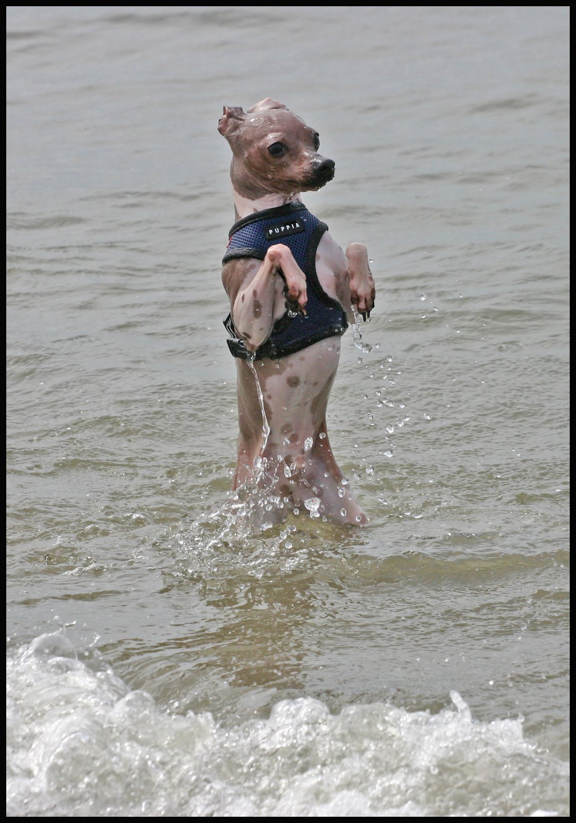 [terrier3.jpg]