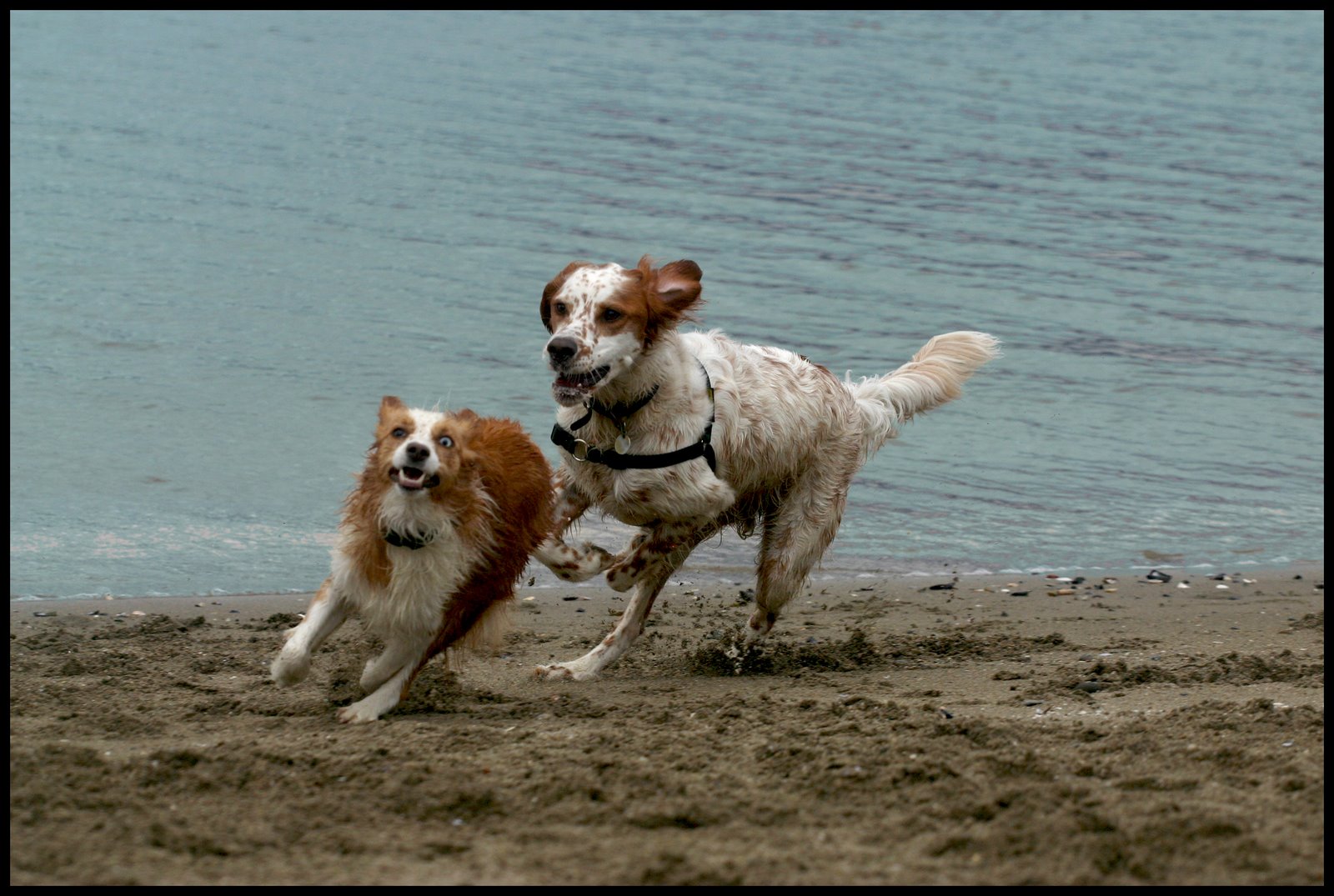[dog4.jpg]