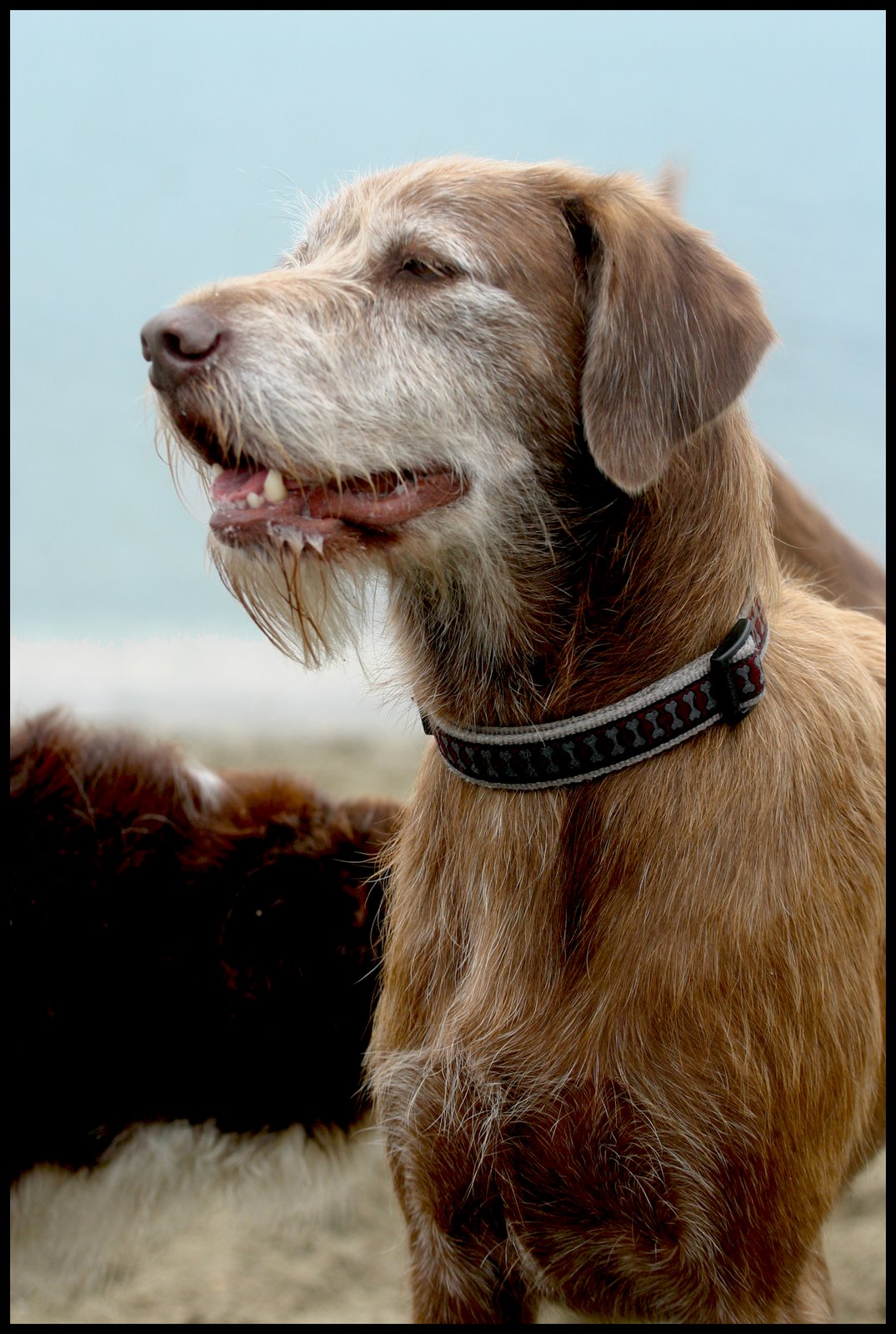 [dog6.jpg]