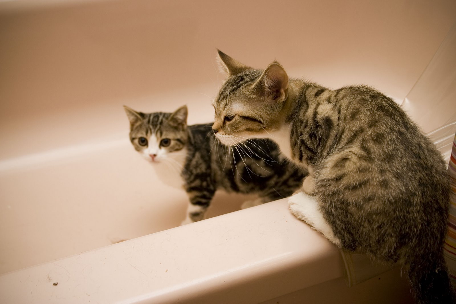 [cats3.JPG]
