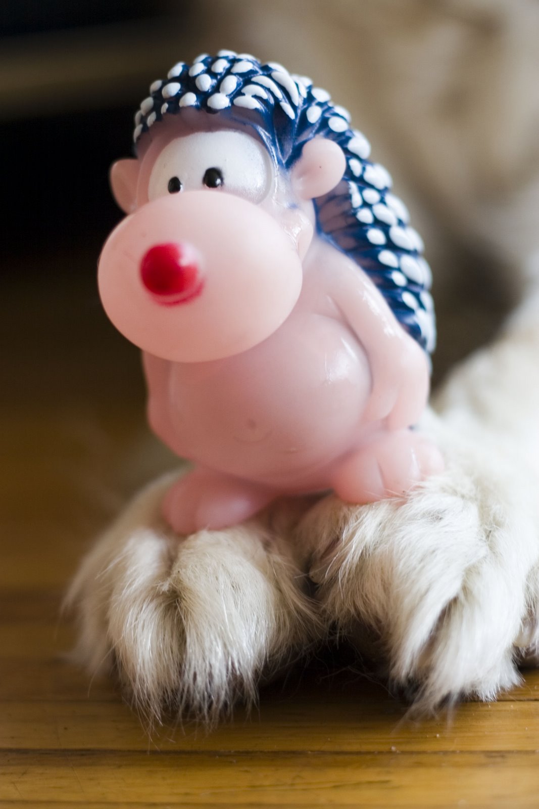 [spiny+norman+on+paws.JPG]