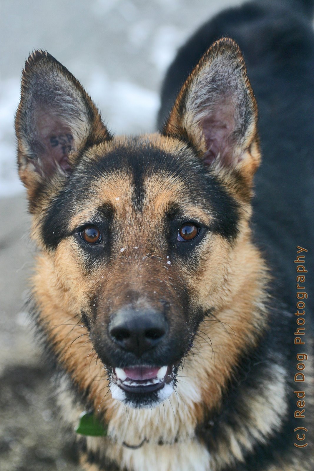 [shepherd.jpg]