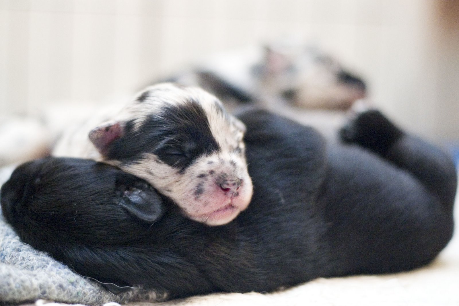 [pups+D8+3.JPG]
