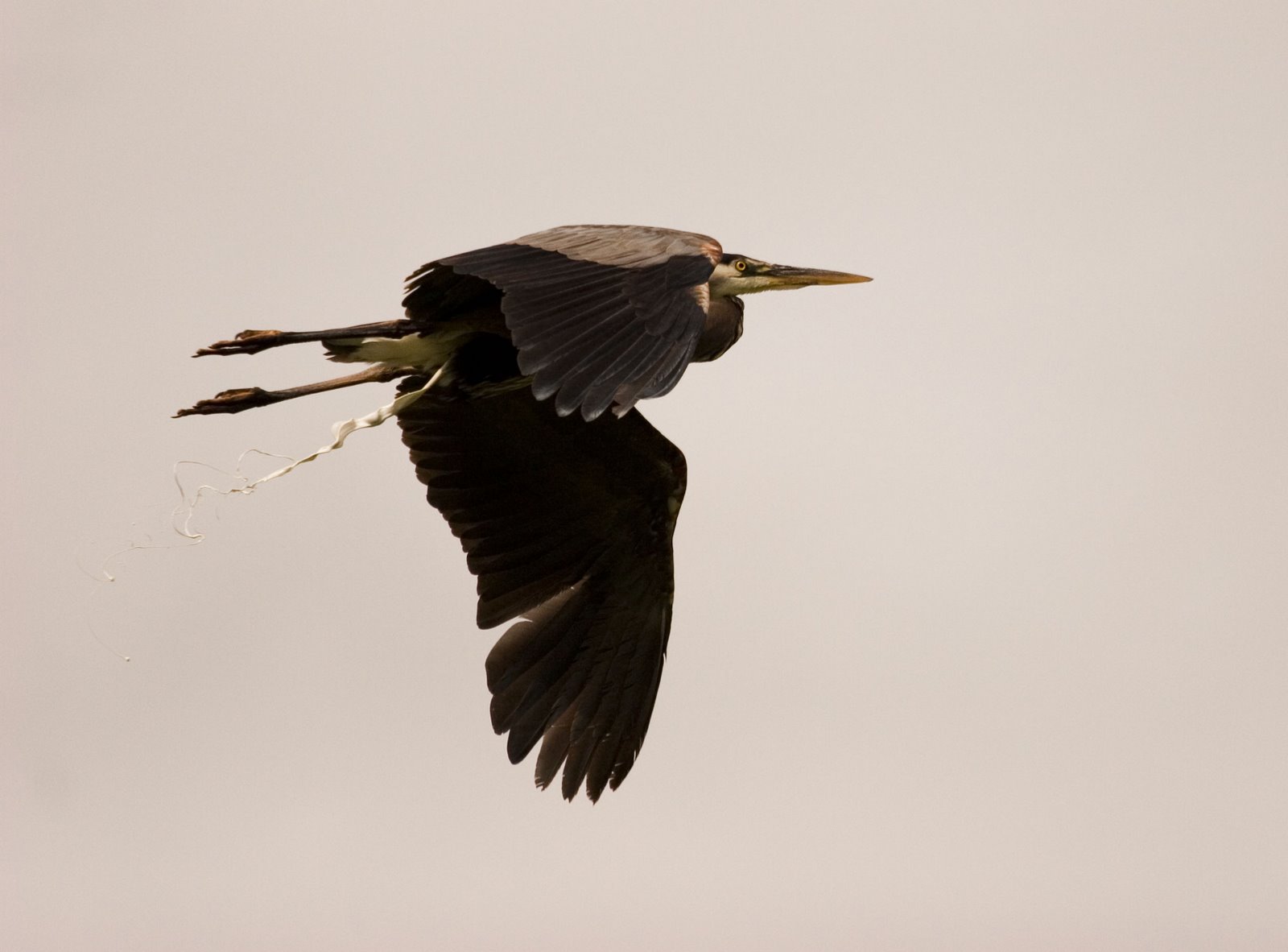 [heron.JPG]
