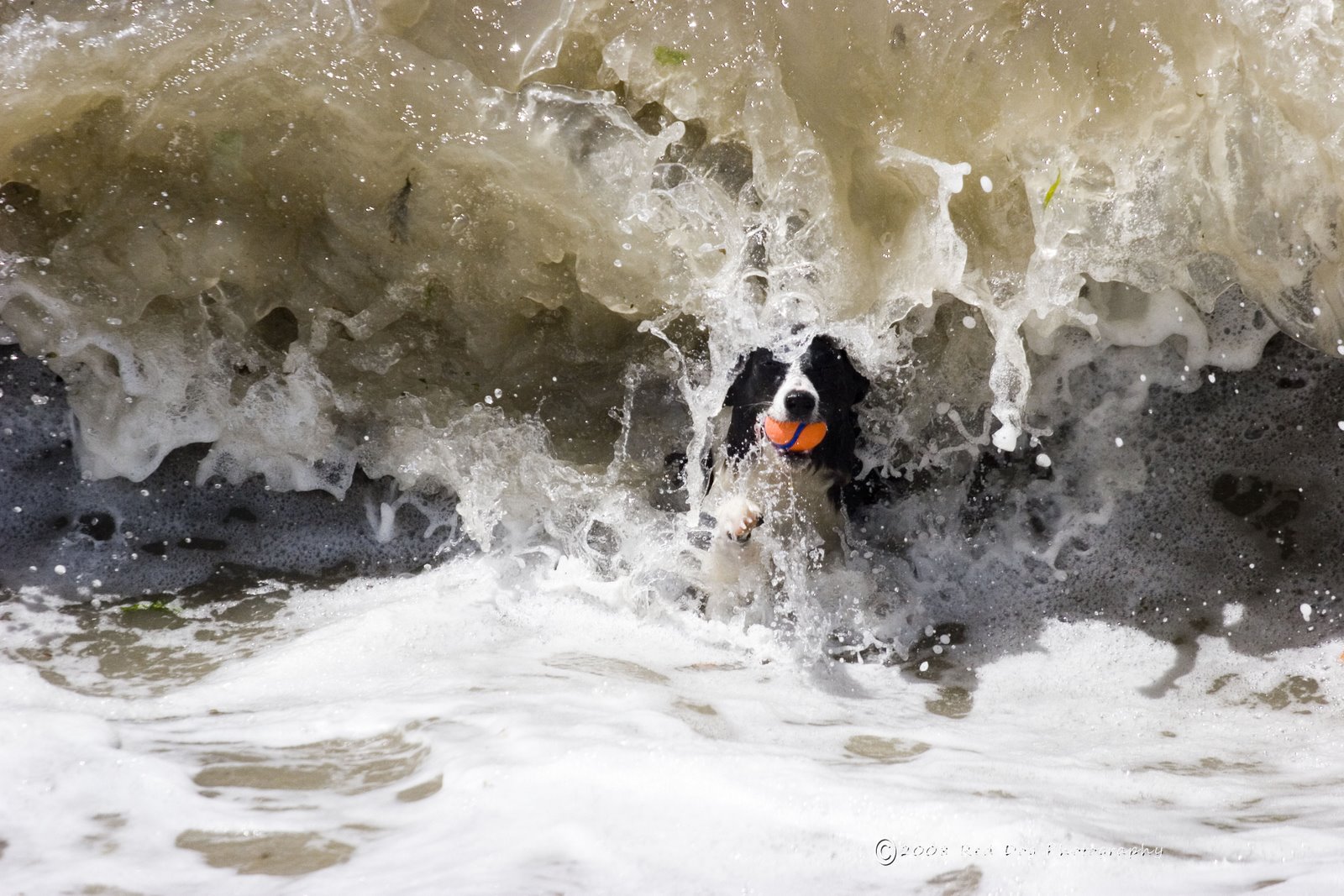 [piper+waves.jpg]