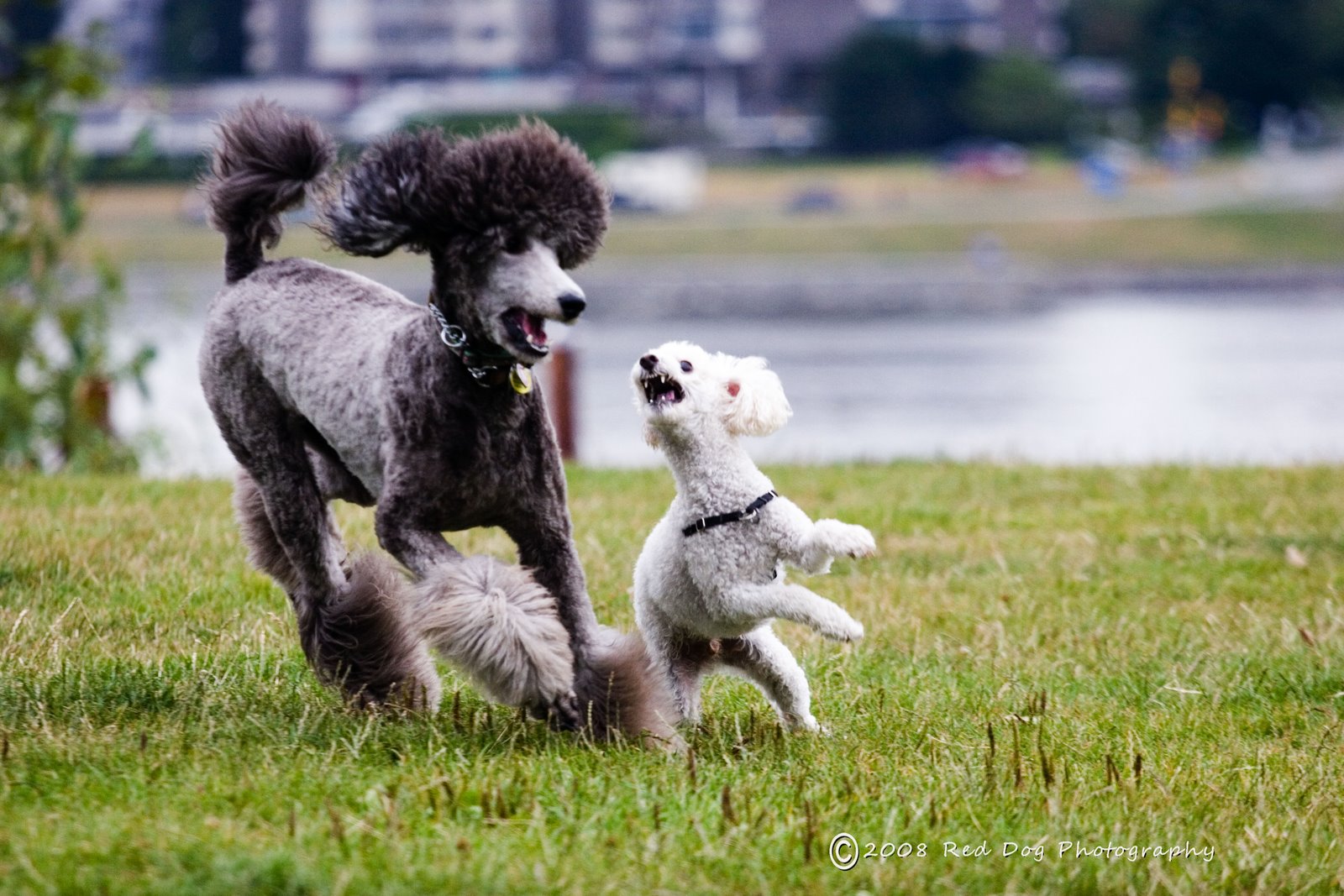[poodle+scrap.jpg]